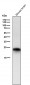 Anti-Rab5 RAB5A Rabbit Monoclonal Antibody